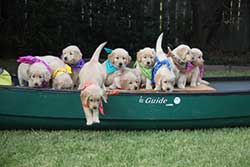 CCI puppies in canoe